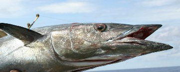 Sea Fishing in Saint Lucia. - Saint Lucia Life