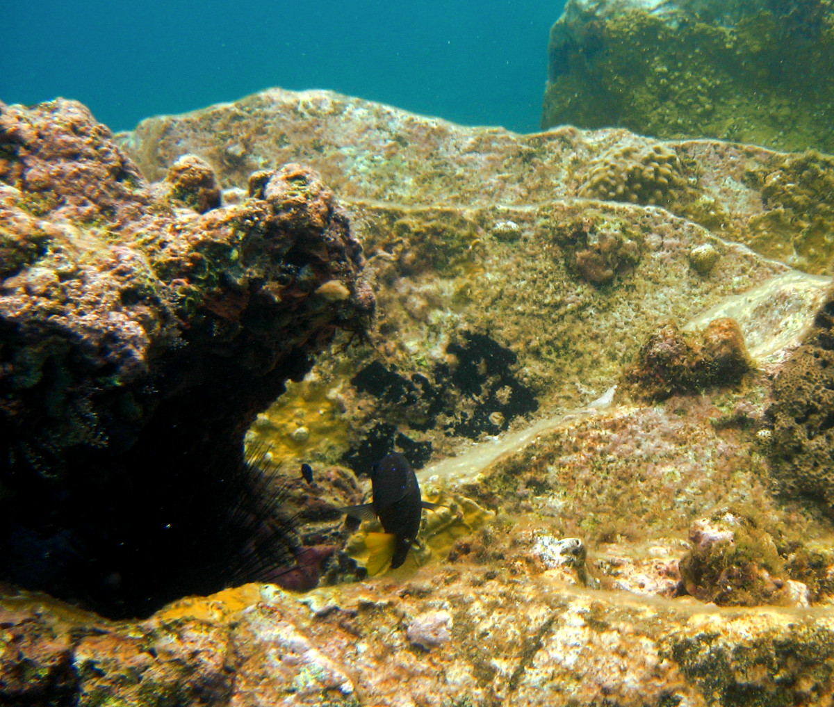 Snorkelling between the Pitons in Saint Lucia.