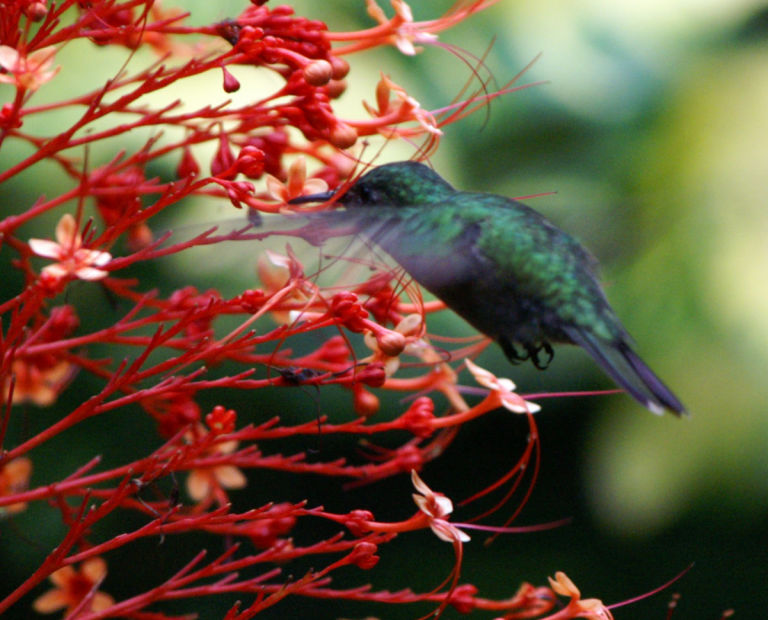 A hummingbird on the flowers.