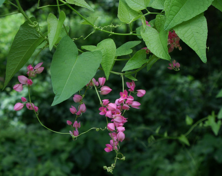 Some of the amazing flowers on the Tet Paul nature trail.