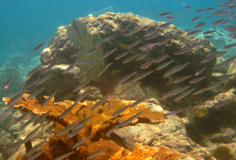 Swimming with the reef fish.