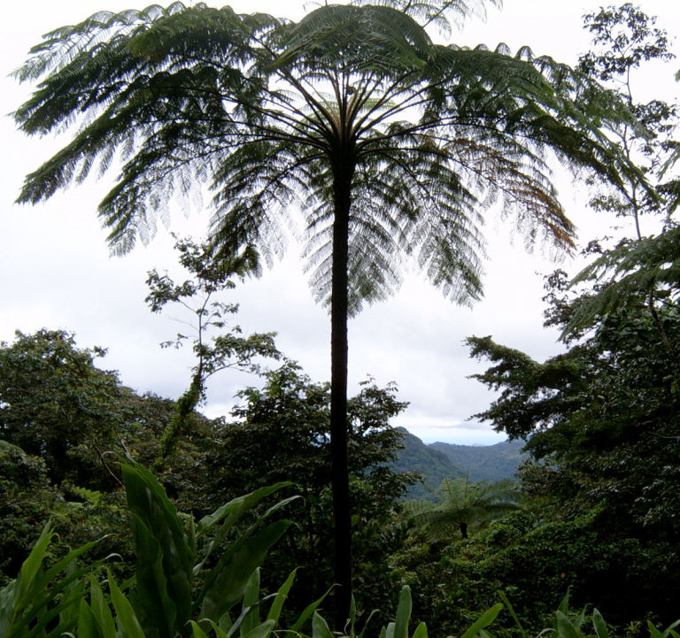 The cloud forest in the mount Edmund reserve.