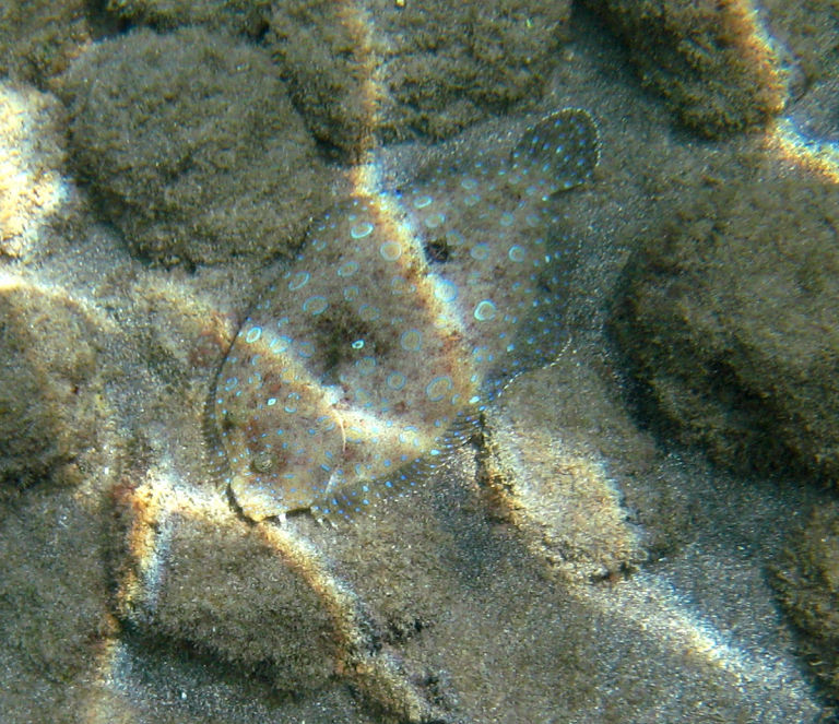 A flat fish seen while snorkelling.