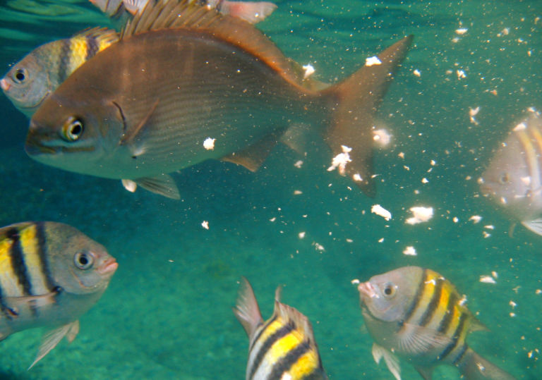 Feeding the reef fish.