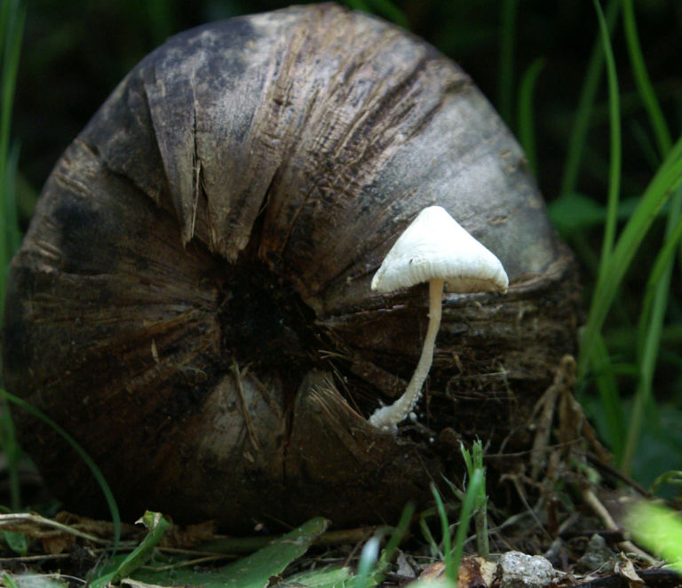 A mushroom growing in the forest.
