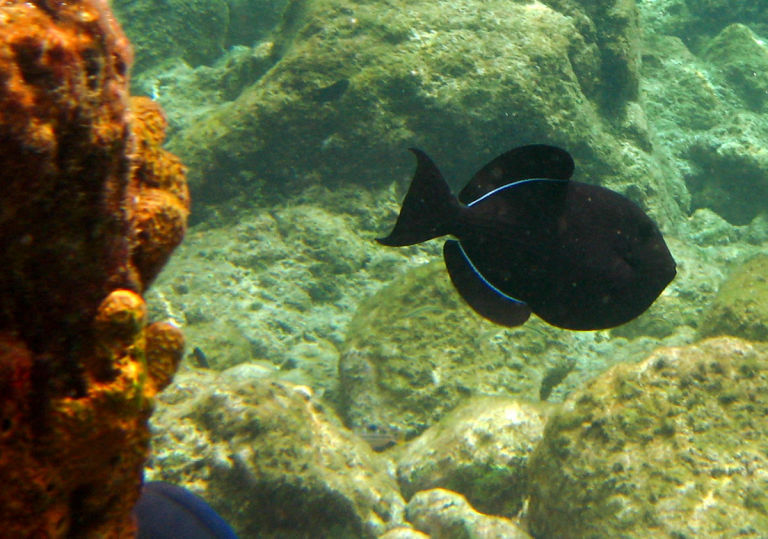 Exotic fish on the coral reef.