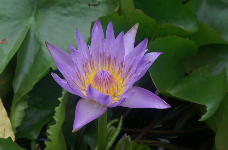 Flowers at Mamiku.