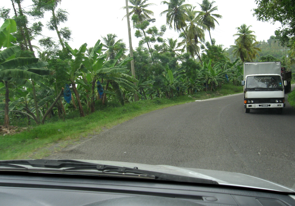 Meeting on coming traffic while driving across Saint Lucia.