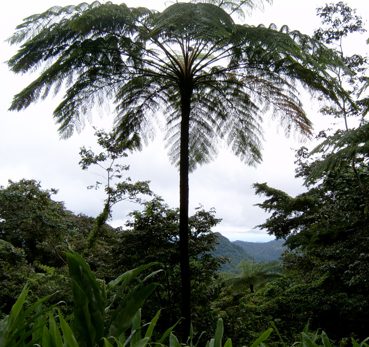 A palm tree on the Edmund forest reserve trail.