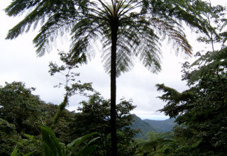 A palm tree on the Edmund forest reserve trail.